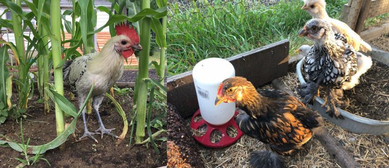 Sunny Side Up: Building Community Through Food and Friendly Fowls